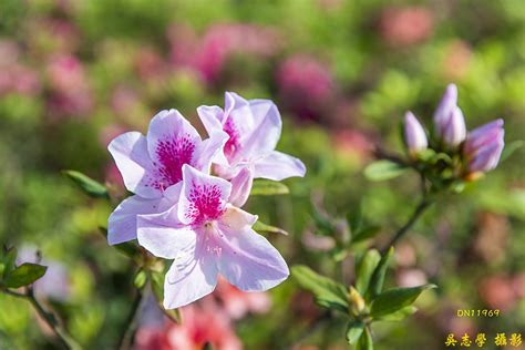 杜鵑花|杜鵑花